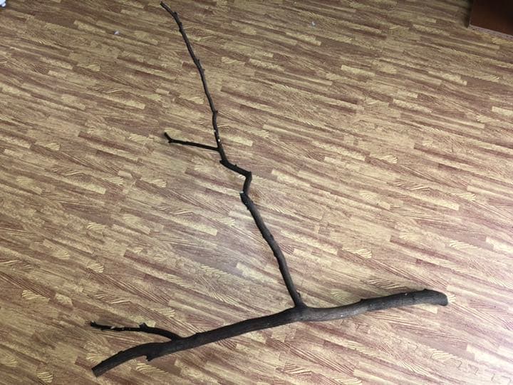 大型インコ 中型インコ用とまり木 自然木 柚