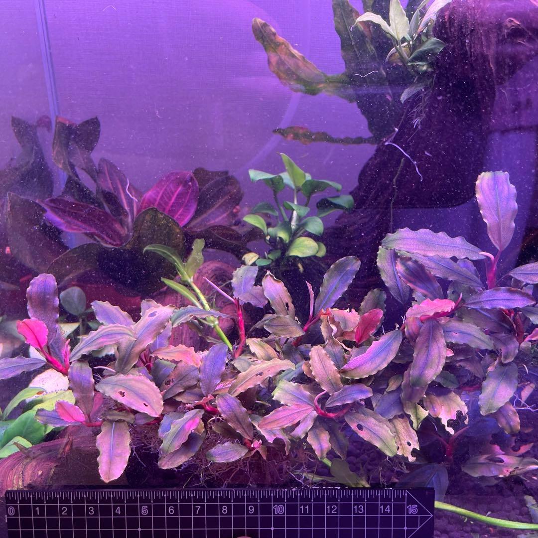 水草 Bucephalandra sp. Melawi Blue