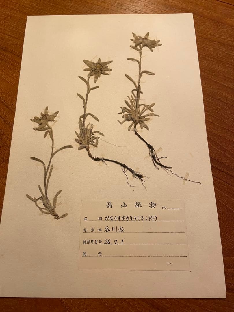 アンティーク　植物標本　高山植物　全57種