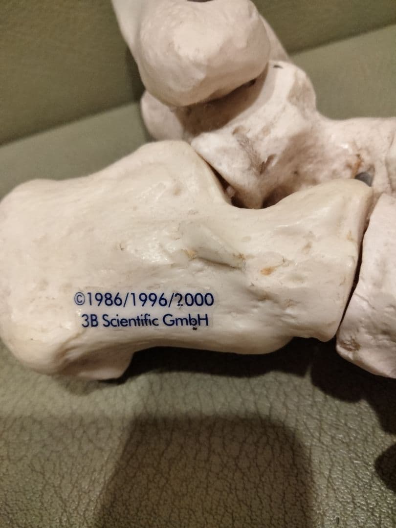 ３Ｂサイエンティフィック　足の骨モデル　脛骨・腓骨付、エラスティックコードつなぎ