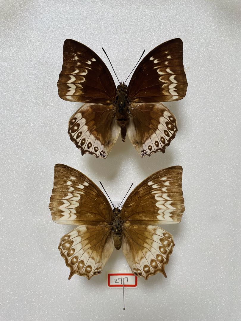 【ペア】ダンフォルティーフタオ（インドネシア産）