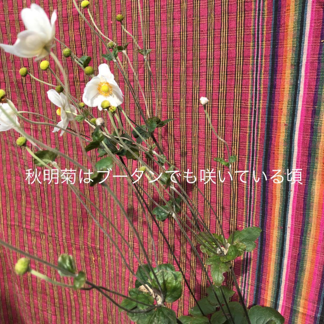 山繭　野性蚕の紡ぎ糸天然染料(草木染め)「ブラ」ブータンの『キラ』