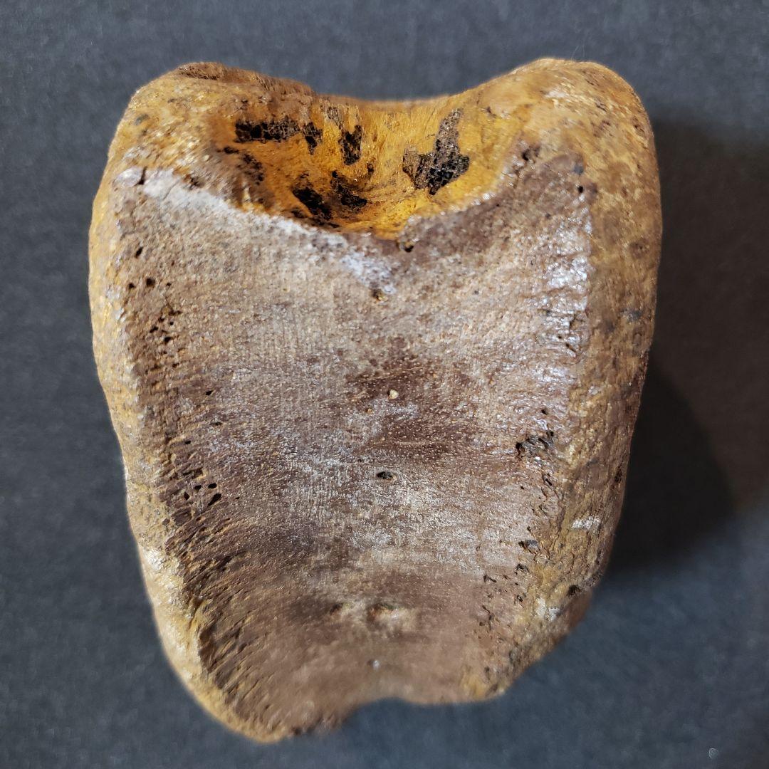 ハドロサウルス　脊髄化石