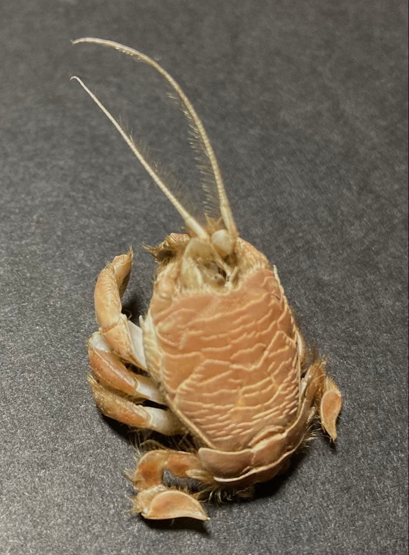 クダヒゲガニ 標本 約5cm カニ　乾燥標本　甲殻類