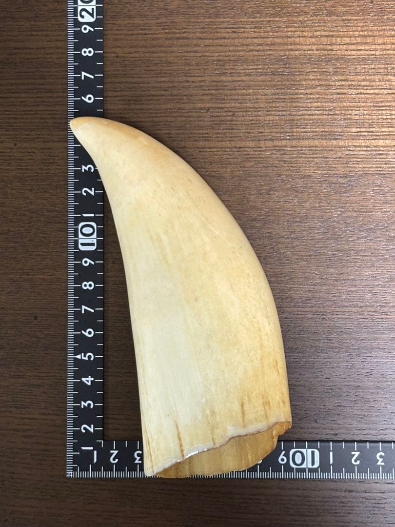 マッコウクジラ 鯨牙 鯨歯 天然素材 印材 彫刻　オブジェ