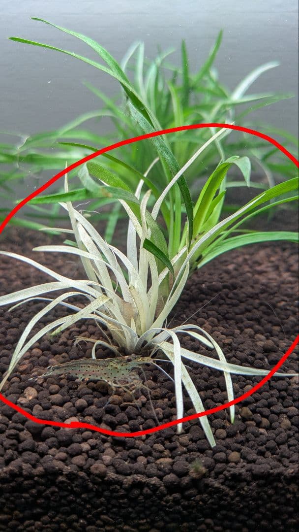 【超希少】 ホシクサ・クチホワイト 水中葉2株 　おまけ付き