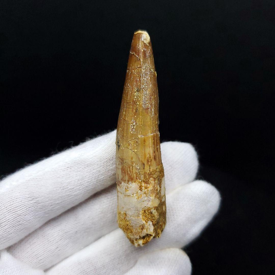 スピノサウルス 本物 モロッコ産 59.64mm ケース付き sp405