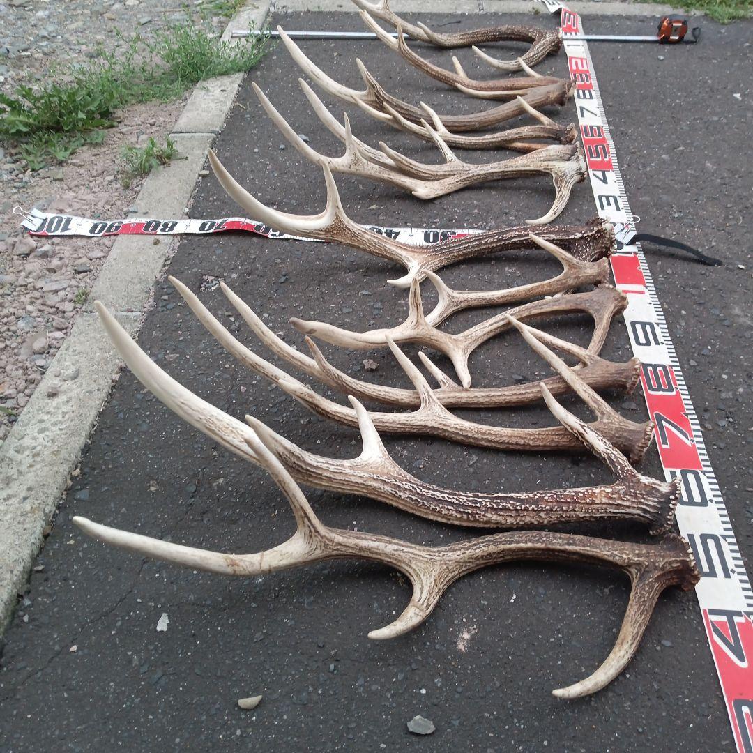 S*i様 天然蝦夷鹿の角 犬用おもちゃ　工芸品などに　 複数サイズ　　２２番