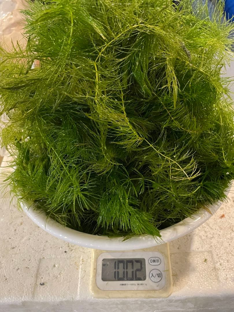 『マツモ ( 金魚藻 ) 』 1000g 1000MTM002