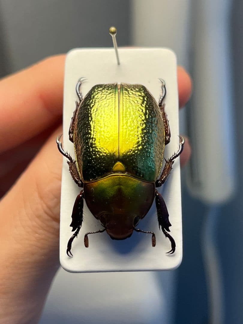 【最新作】ボウカルディプラチナコガネ Chrysina 頭が赤！昆虫標本