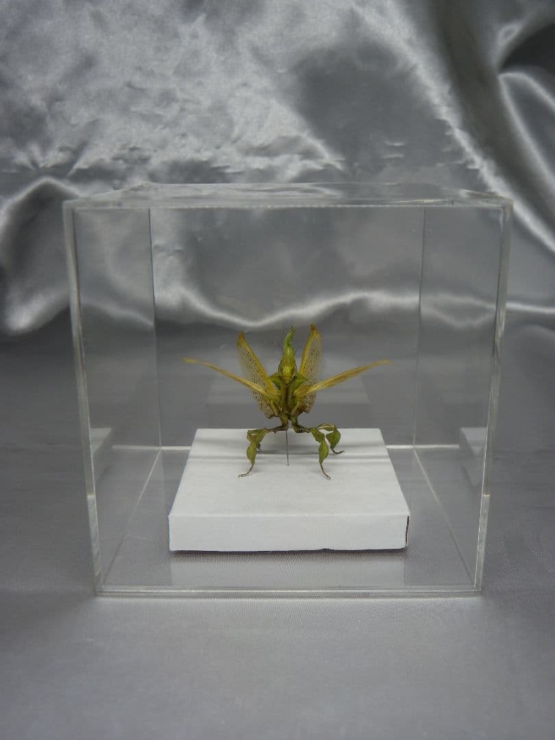 グリーンゴーストマンティス　雌　立体標本