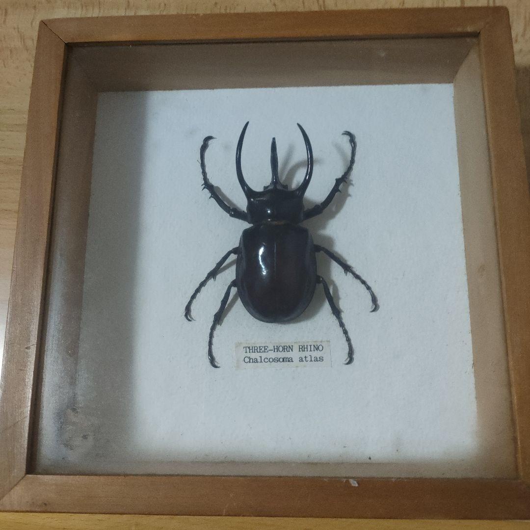 謎のオオカブト