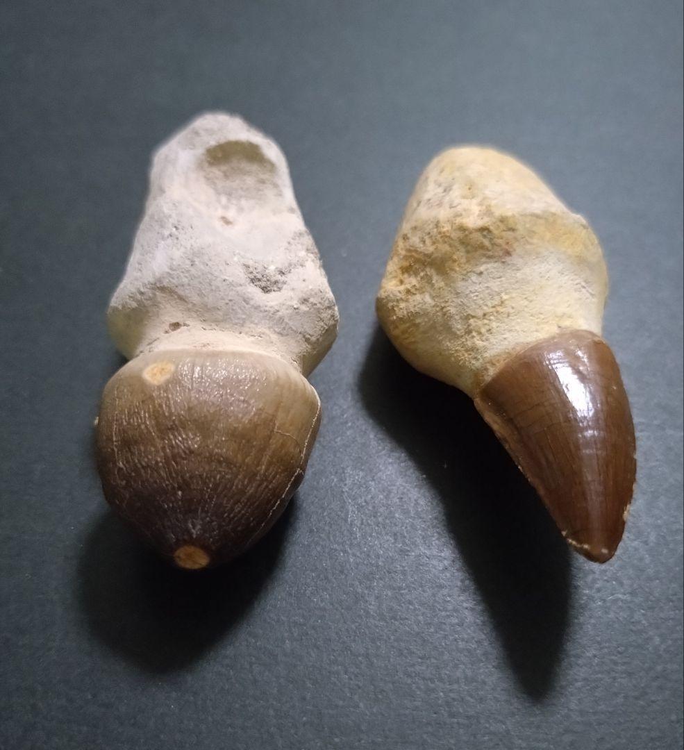 【見比べ美品】恐竜の化石 モササウルスの歯根付 ノーマルとグロビデンス