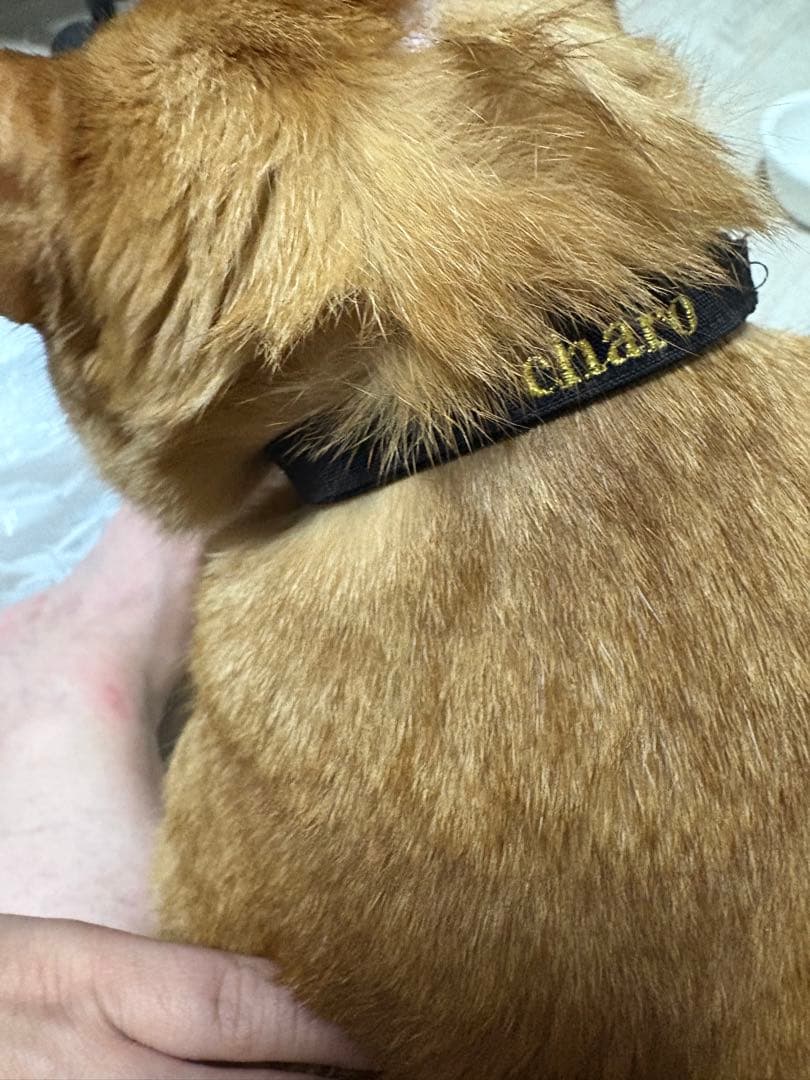 オーダーメイド猫首輪／刺繍名入れ・選べる布柄　リバティ　ファミリアチェック