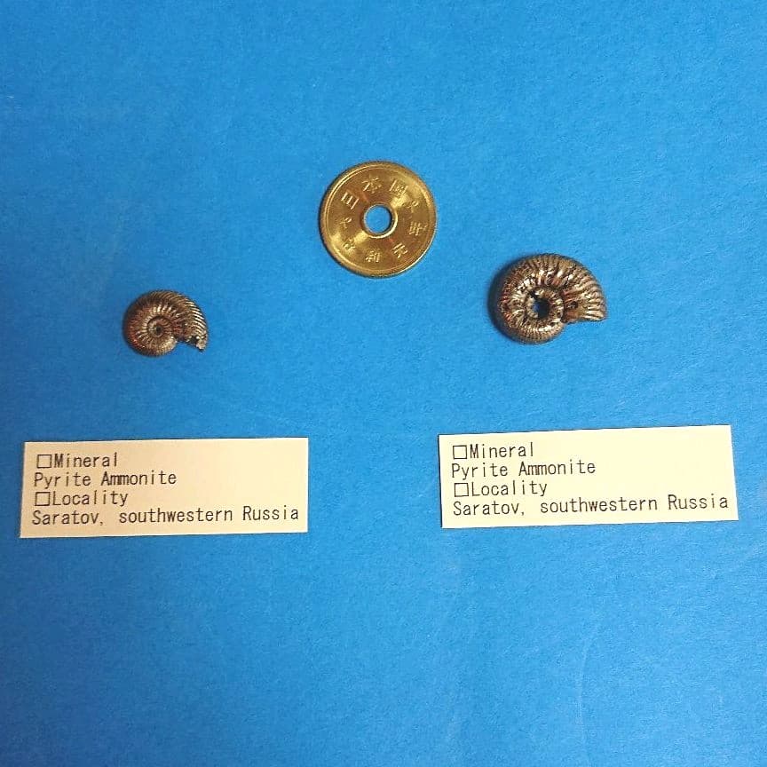 パイライト化 アンモナイト 「黄鉄鉱化アンモナイト」（化石コレクション）