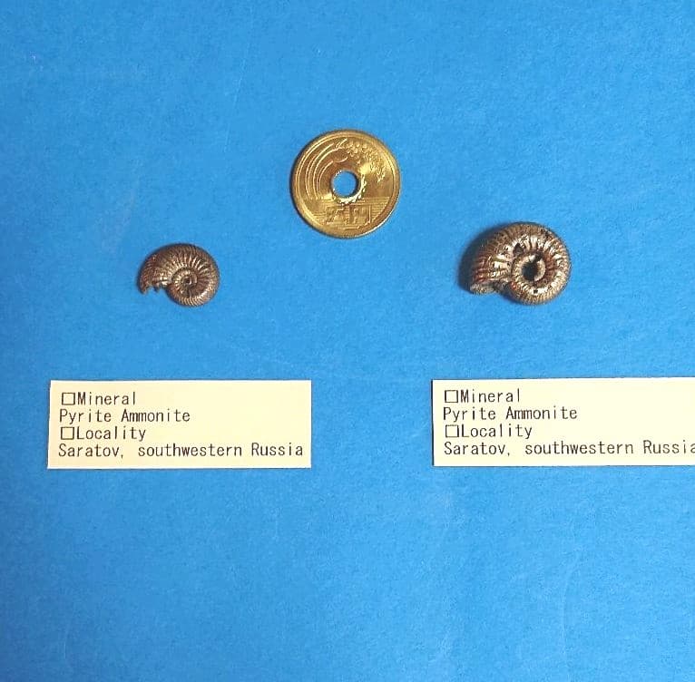 パイライト化 アンモナイト 「黄鉄鉱化アンモナイト」（化石コレクション）