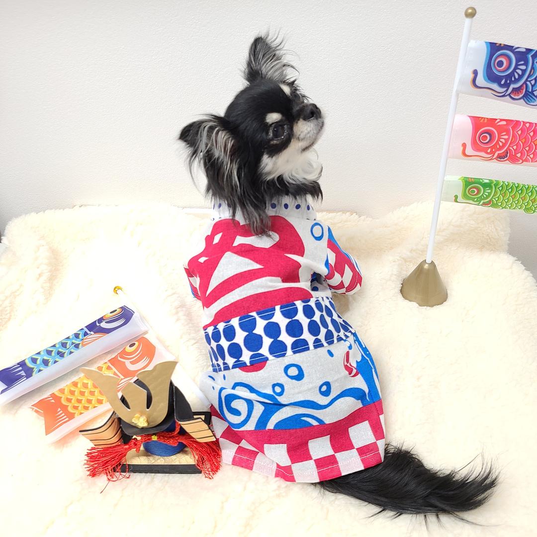 まっぺ！犬服  Ssize 法被コスチューム ウェア no18