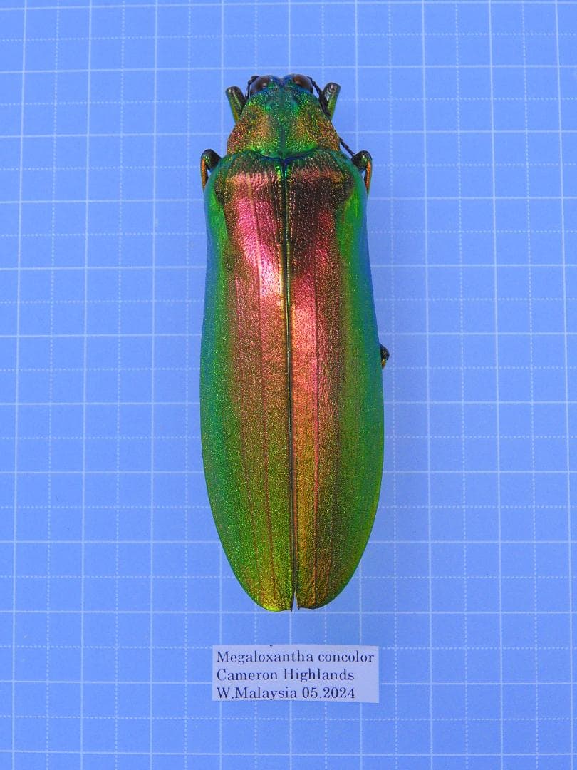 マレーシア産　最大種のタマムシ　74mm