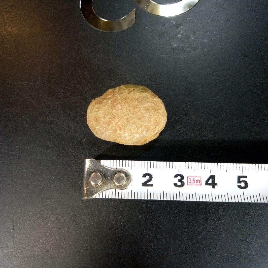 三葉虫　南米産　化石　fossil　ボリビア産　trilobite　南米化石郡⑧