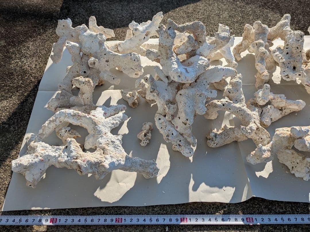 ライブロック　サンゴ　デスロック ② 約7kg