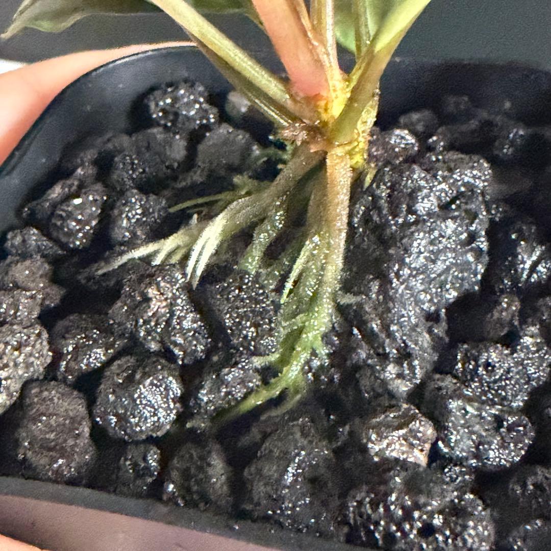 Bucephalandra Motleyana / Padawan 水上葉