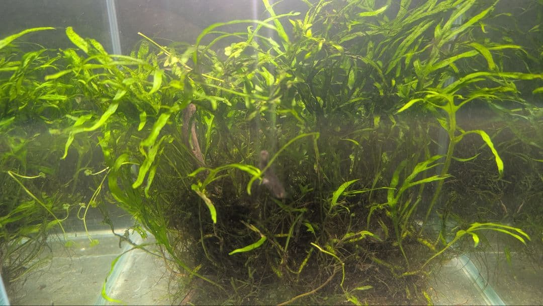 希少ミクロソリウムsp.サラワクカピットウエスト5株100葉以上大株自然活着流木