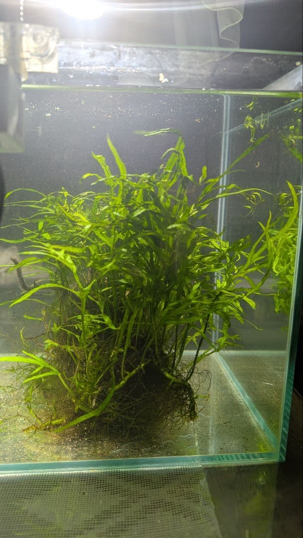 希少ミクロソリウムsp.サラワクカピットウエスト5株100葉以上大株自然活着流木