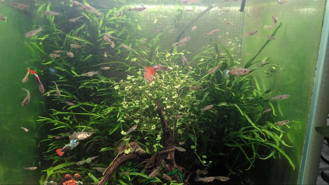 希少ミクロソリウムsp.サラワクカピットウエスト5株100葉以上大株自然活着流木