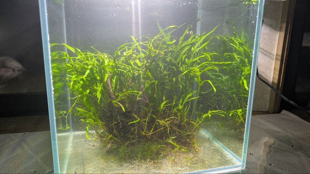 希少ミクロソリウムsp.サラワクカピットウエスト5株100葉以上大株自然活着流木