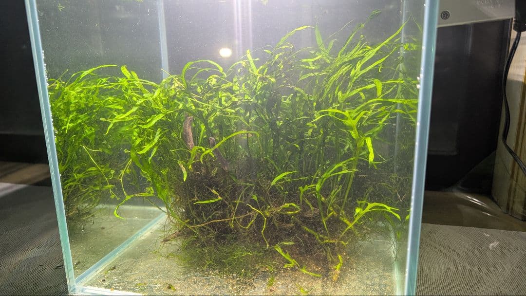 希少ミクロソリウムsp.サラワクカピットウエスト5株100葉以上大株自然活着流木