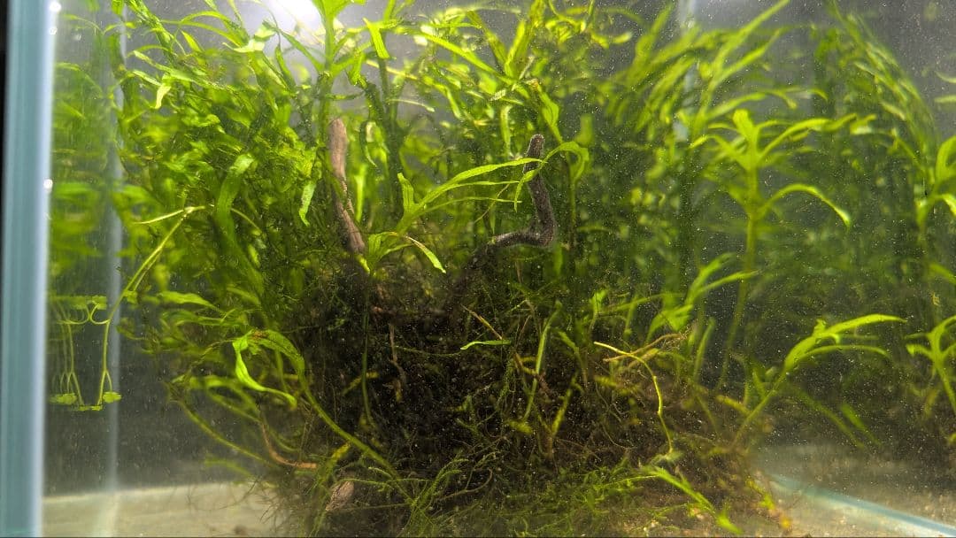 希少ミクロソリウムsp.サラワクカピットウエスト5株100葉以上大株自然活着流木