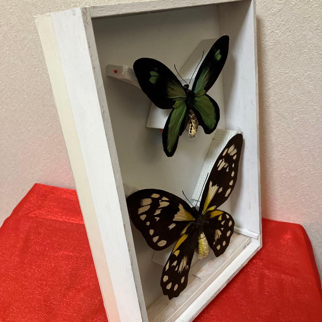 ビクトリアトリバネアゲハ（大型）