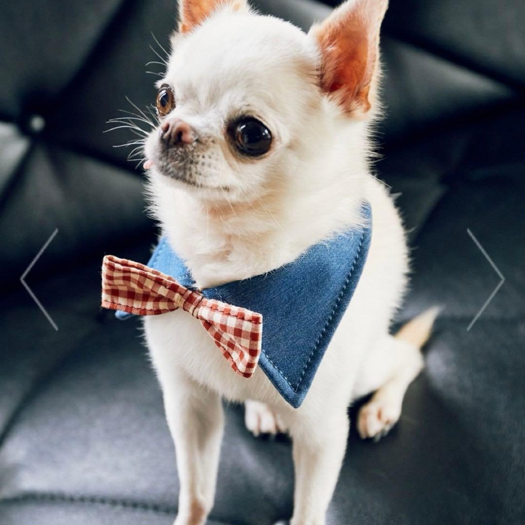 ROPE' PICNIC　襟付き蝶ネクタイ S