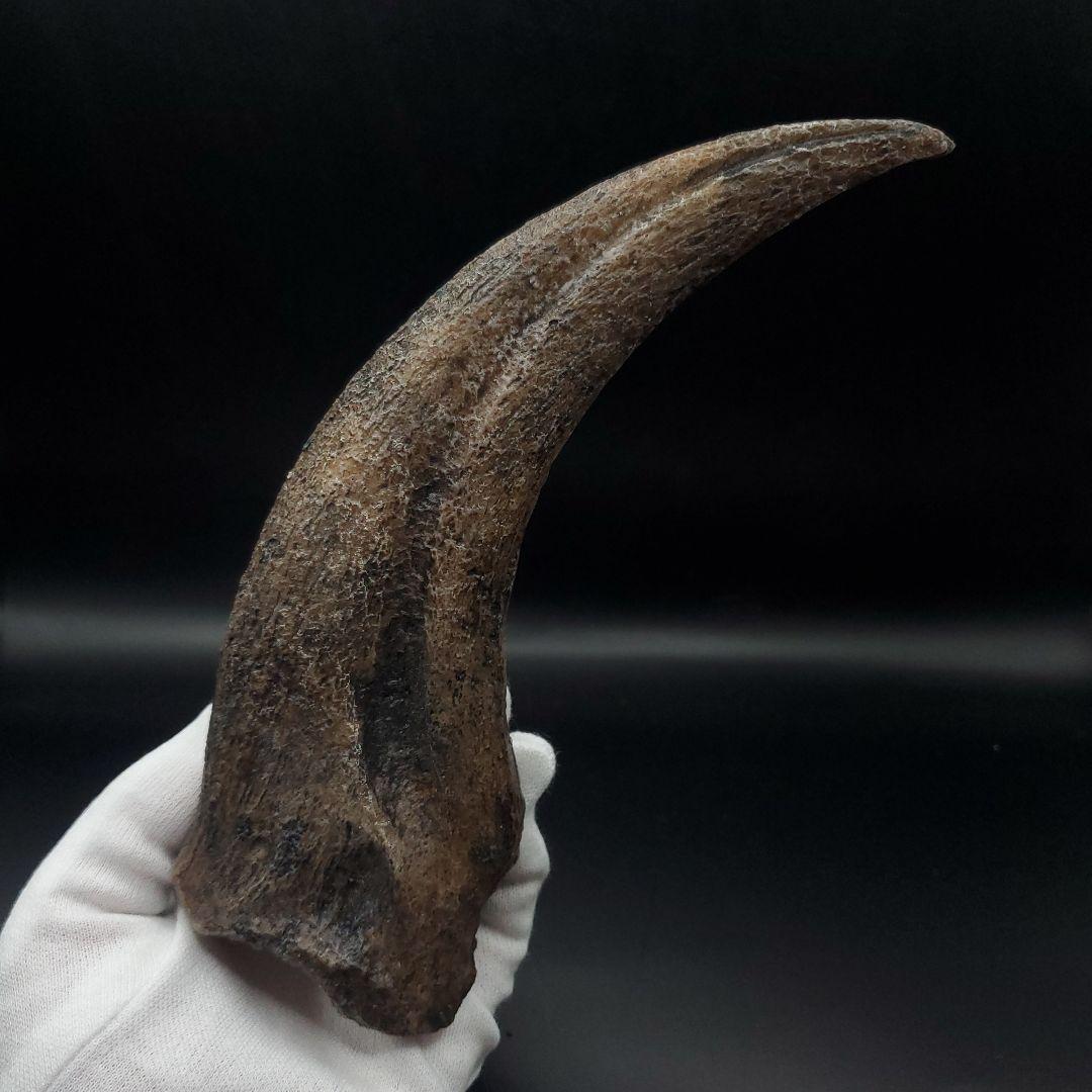 スピノサウルス 爪 レプリカ 184.47mm spr2