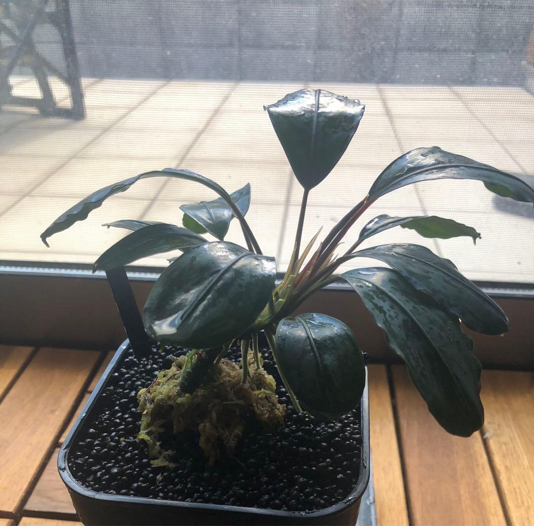 陰性水草の王様的存在【ブセファランドラ】キングアスマラ