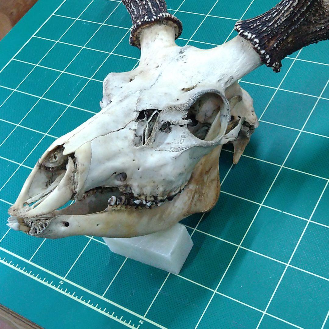 激レア　４又５尖　ニホンジカ頭骨　下顎付き