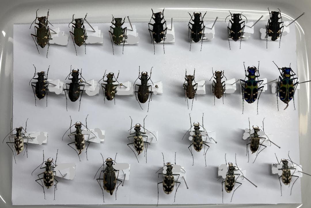 ベルサンタ　ハンミョウ詰め合わせ