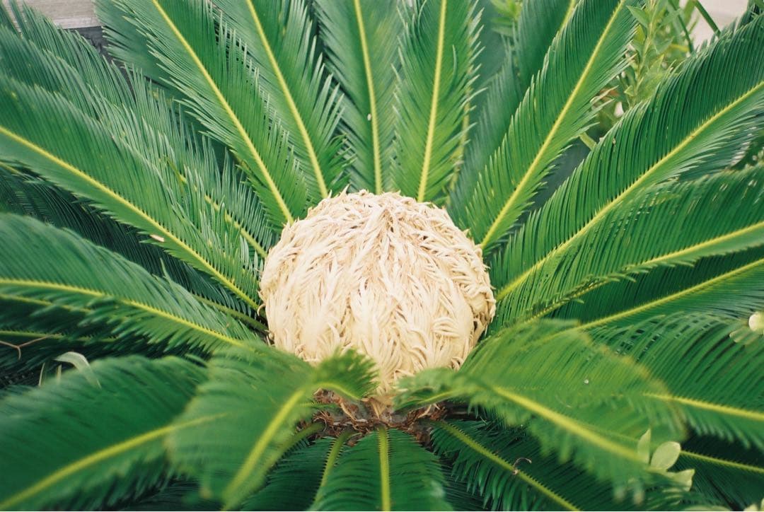 【整備品】Minolta XD ボディ　作例あり