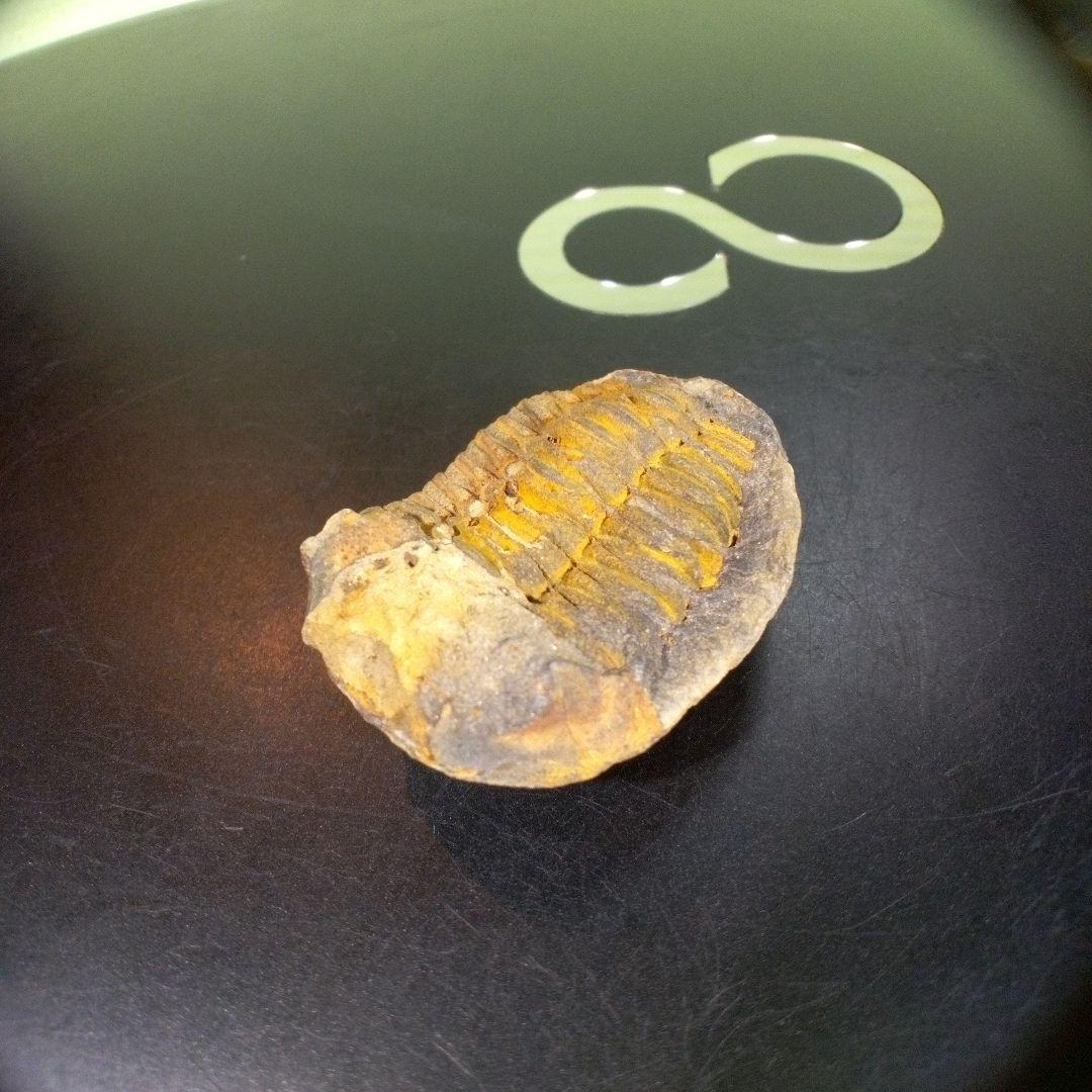三葉虫　化石　fossil　ボリビア産　trilobite　海生動物識別⑨