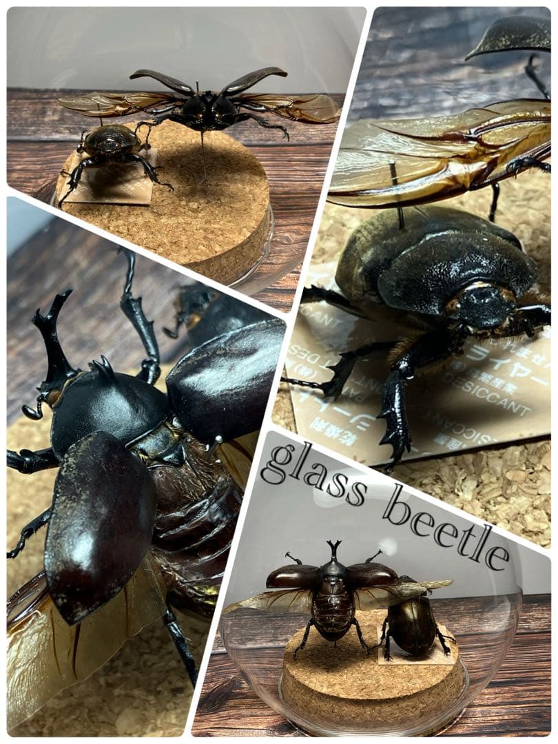 【Glass Beetle｜ヤマトカブトムシ飛翔＆固定標本 ペアGB-008】