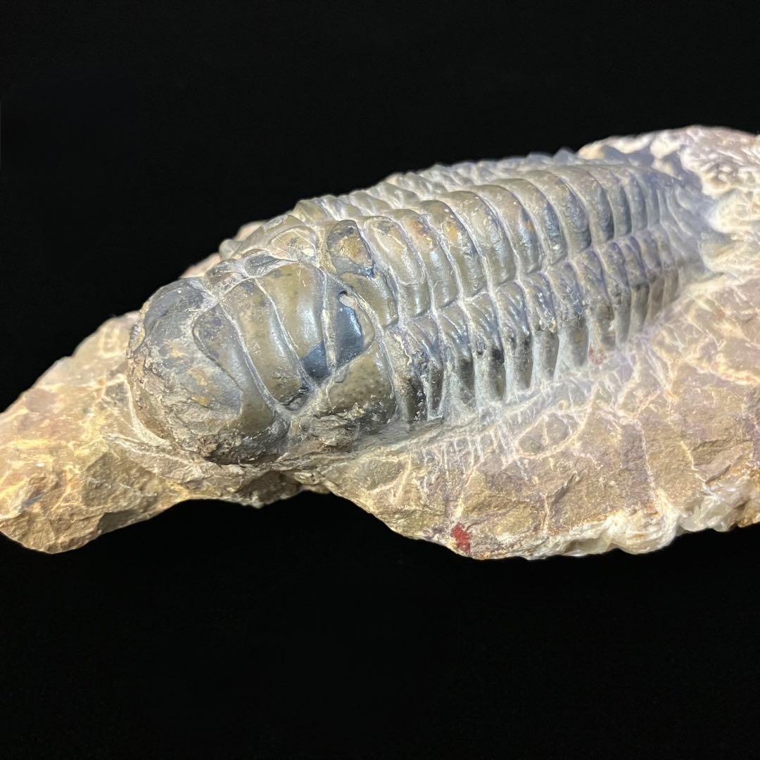 Crotalocephalus gibbus　三葉虫　化石　モロッコ 産