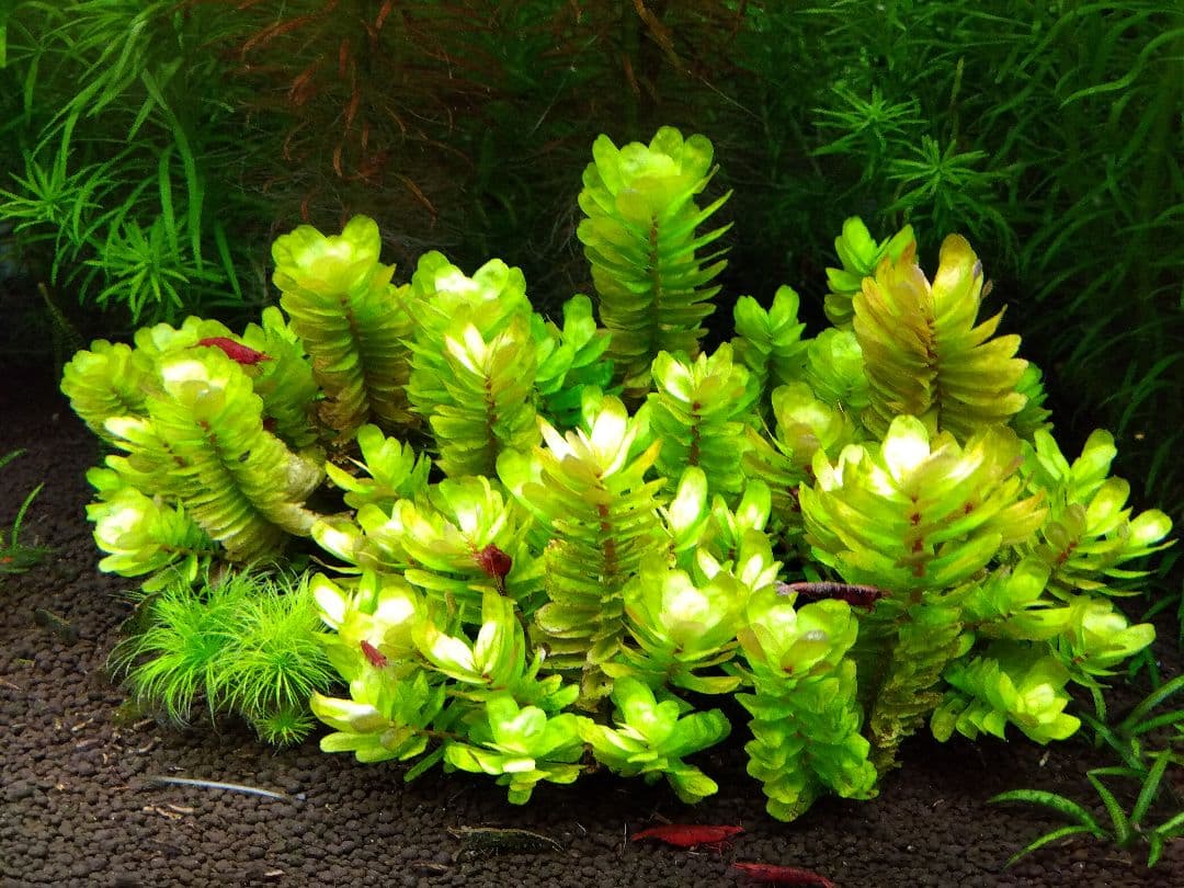 【希少種】ロタラ•トゥルナデンシス【10本】