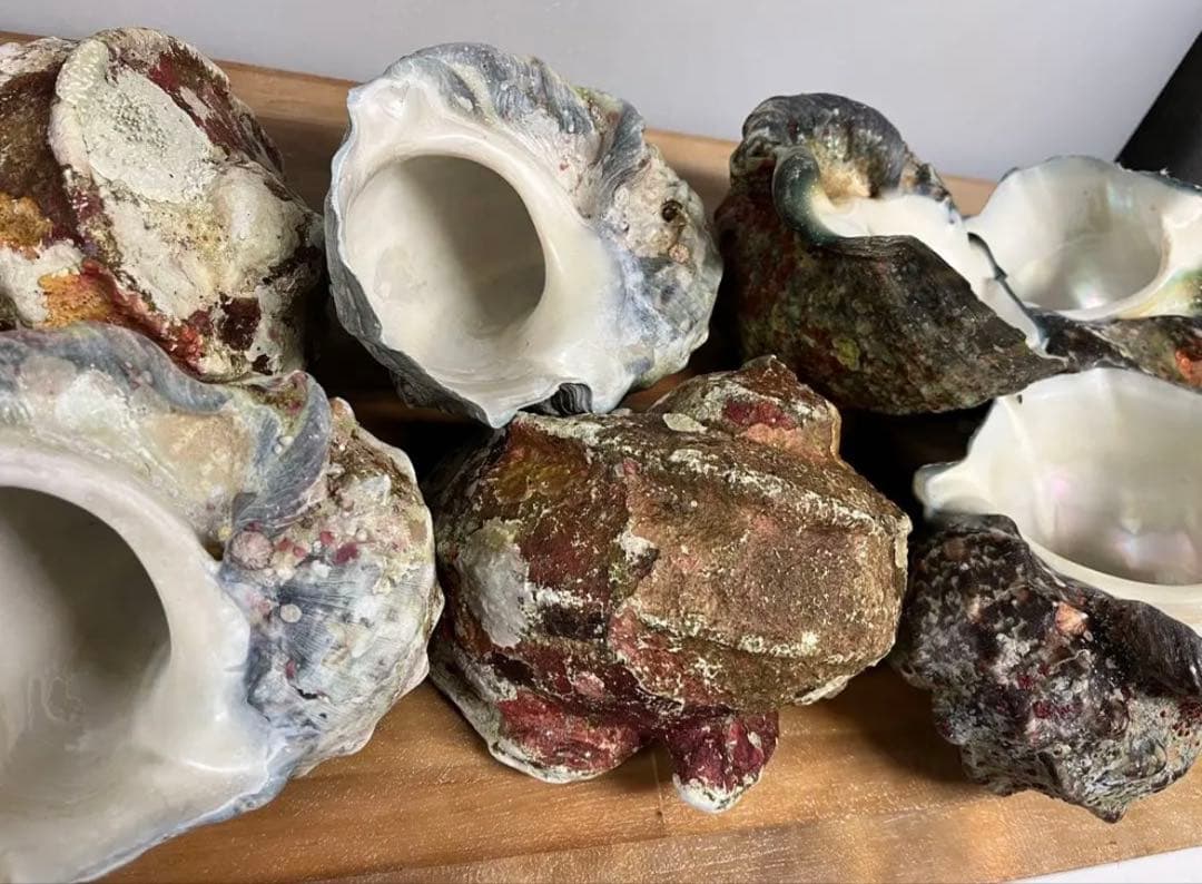 N craft　夜光貝の殻12個