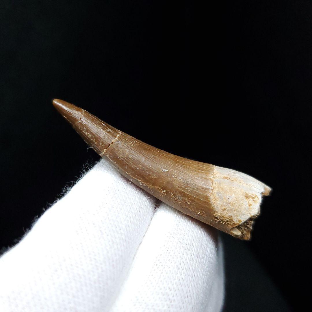 プレシオサウルス 化石 歯 本物 モロッコ産 48.5mm ケース付き pr99