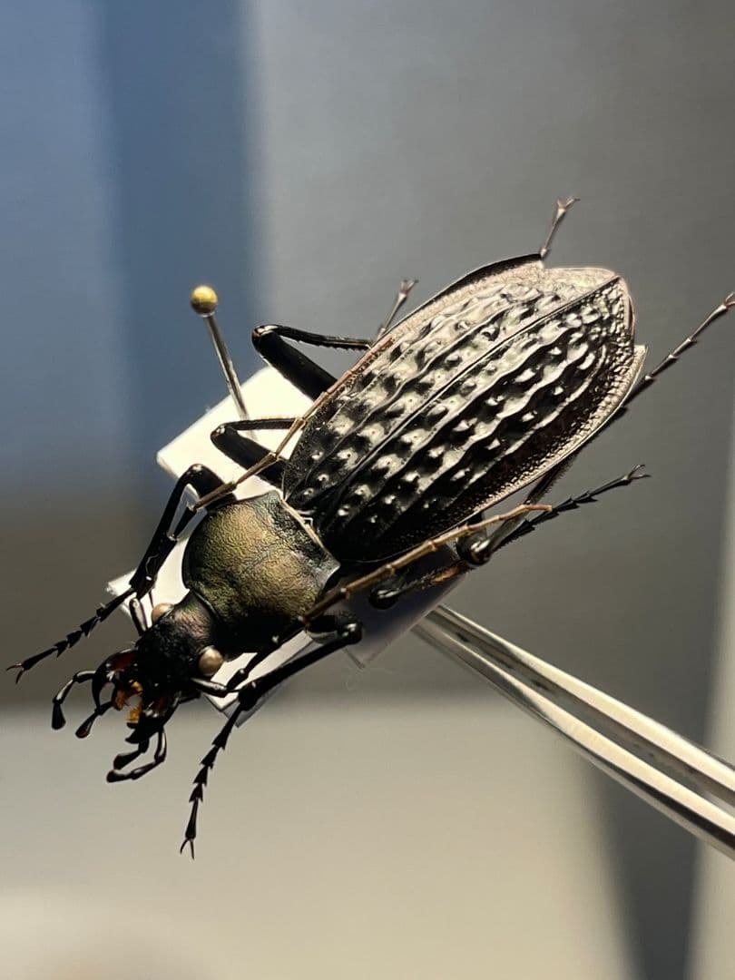 【40mm】アロウトゲオサムシ エリスカブリモドキ オサムシ標本 オサムシ